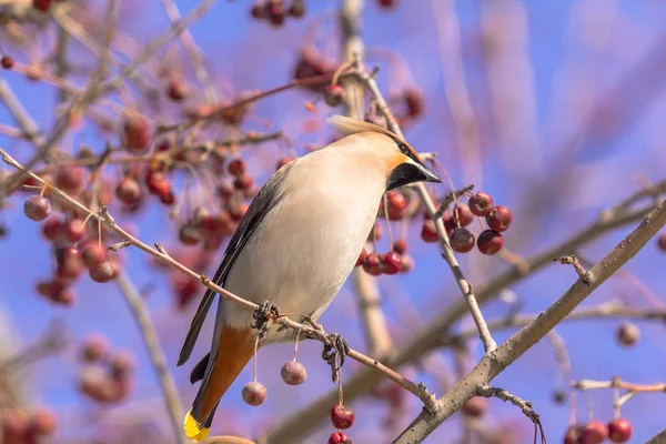 Bombycilla garrulus bird eats berries on a tree