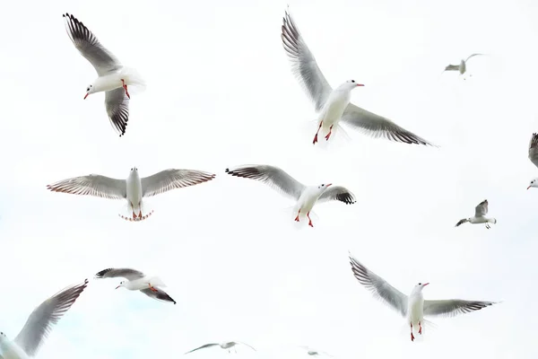 Белые Чайки Летают Небе Белом Фоне Лицензионные Стоковые Фото
