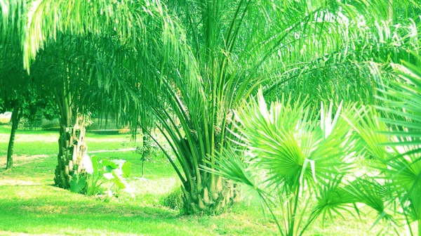 Groene Bomen Wazig Groene Achtergrond — Stockfoto