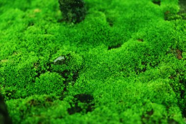 Yeşil Çimen ve ağaç arkaplan manzarası 