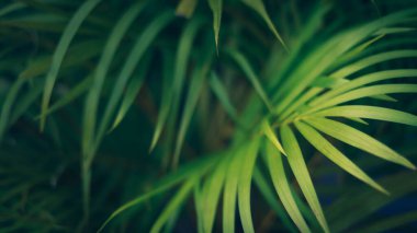 Bulanık arkaplan ile Doğal Yeşil Yapraklar