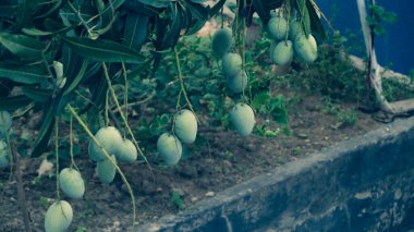 Arka planı bulanık, Ağaçta Doğal Yeşil Mango 