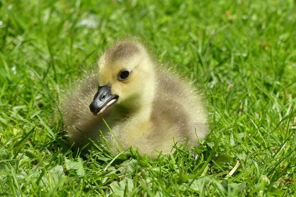 Kanada Kaz Yavrusu 'na (Branta Canadensis) yakın plan, çim çayırında dinlenen tüylü bir demet. Bahar güneşinde rutubet çöktü. Çimen bokeh arka plan. İngiltere.