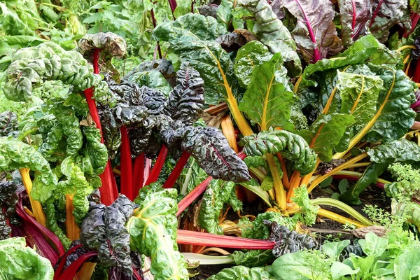 Bahçede yetişen organik gökkuşağı bahçesi bitkilerinin (Beta vulgaris) yakın görüntüsü. Kırmızı ve sarı saplı parlak kıvırcık yapraklar. İngiltere