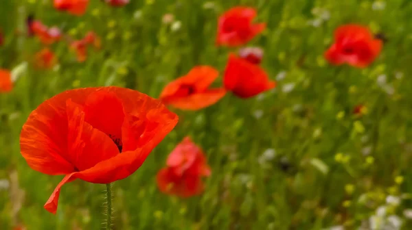 Doğal olarak yabani bir çayırda yetişen kırmızı gelincik (Papaver rhoeas) tarlasına yakın bir yerde. Benzer sarı ve beyaz bitki örtüsüne sahip Bokeh arkaplanı. İngiltere.