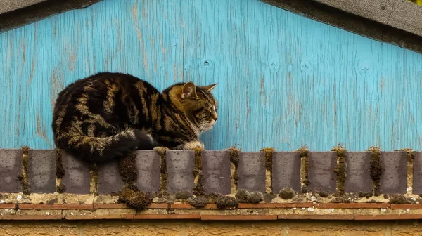 Yaşlı tekir kedi (Felis catus) tuğla bir duvarın üzerinde uyuyor. Elle boyanmış mavi gable arka plan. Metin için alanı olan açık hava manzara resmi. İngiltere.
