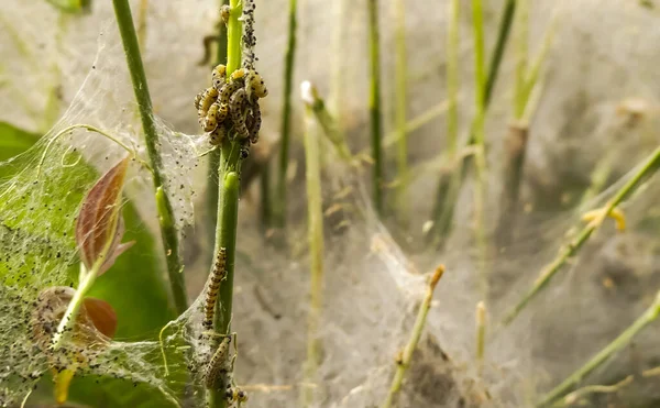 Yerli besin kaynakları (Euonymus europaeus) üzerindeki canlı Spindle Ermine güve tırtılları (Yponomeuta cagnagella) çalılığı tahrip etmiştir. Bokeh arka planı doğal ağları içeriyor. İngiltere.