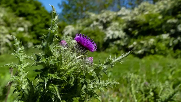 Musk Thistle 'ın (Carduus nutans) kapanışı. Mor küresel çiçek başı. Çoklu dallı dikenli saplı. Gossamer fabrikanın etrafını sarmış. Çiçek açmış çalıların arka planında bahar mevsimi. İngiltere   
