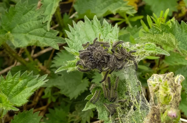 Yaşayan Küçük Kaplumbağa Kabuğu (Aglais urticae) tırtılları, ortak yiyecekleri olan Isırgan (Urtica dioica) ile beslenirler. Tipik sümsük koruyucu yapısıyla. Doğal siyah defaecation noktaları. İngiltere.