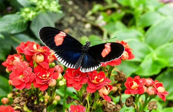Kırmızı çiçeklerin üzerinde güzel işaretlenmiş tropikal postacı kelebeği. Bokeh arkaplanı.