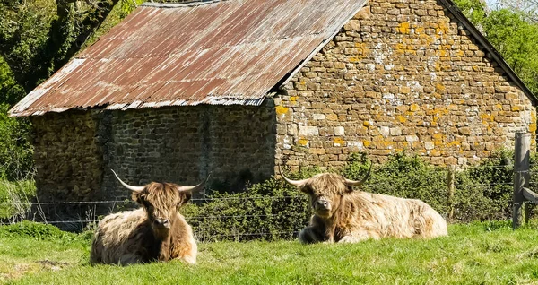 Bir çift uzun boynuzlu Highland sığırı, eski taştan bir ahırın önünde, eğri büğrü teneke çatılı geviş getiren geviş getiren geviş getiren. Bahar güneşi. Manzara görüntüsü. Oxfordshire 'da. İngiltere.