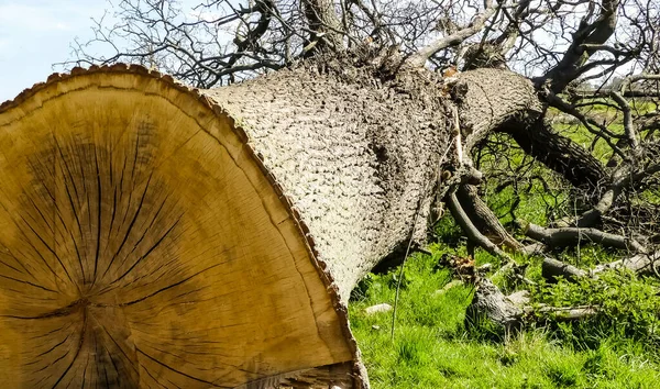 Yakın zamanda devrilen meşe ağacı (Quercus robur) bir çimen tarlasında yan yatıyordu. Yanları yıpranmış, ağaç kabuğu düşmüş dallar, leke ve büzüşme ile aydınlanmış. Bahar zamanı manzara resmi. İngiltere. 