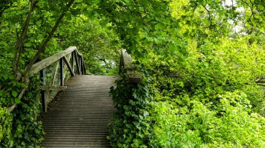 Nadiren kullanılır, kısmen büyümüş, izole edilmiş, ahşap köprü. Sarmaşıklar (Hedera), yeşil yapraklar üzerine sarmaşık (Hedera) sarmaşıklar. Kopya için alanı olan manzara resmi. İngiltere