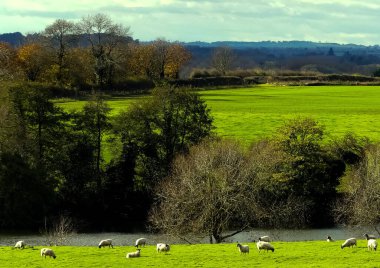 Yeşil manzaralı yeşil manzaralı ön planda koyunlar, arkada göl, ağaçlı yuvarlanan tepeler, çayırlar, çitler ve ağaç tepeleri. İngiltere.