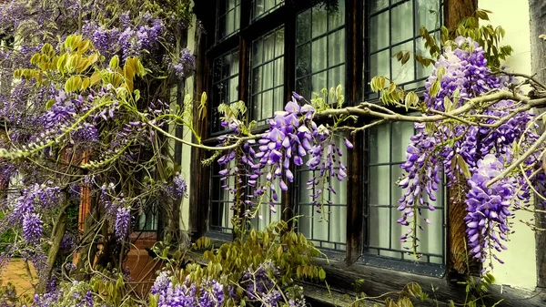 Çiçekli Wisteria yarışları, büyük Viktorya döneminden kalma bir evin eski ahşap çerçeveli, kurşunlu camlarının üzerinde şelale. Manzara görüntüsü. İngiltere.