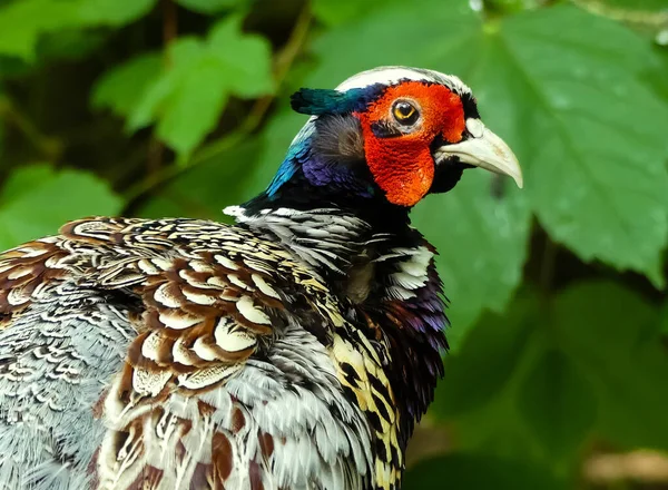 Oldukça renkli, kameraya bakan vahşi bir horoz sülününün (phasianus colchicus) yakın profil. Yeşil bokeh yaprağı. İngiltere. Peyzaj resmi.