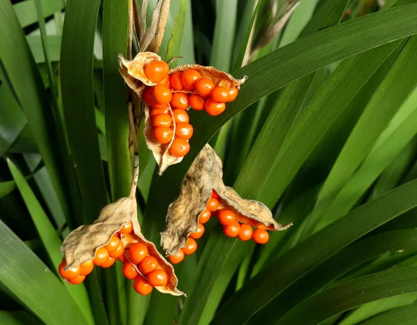 Kokuşmuş Iris 'in parlak turuncu tohum başları Gladwin iris (Iris foetidissima) olarak da bilinir. Arka planda bitki yapraklarıyla doğal olarak büyüyorlar. İngiltere. Kopyalamak için boşluk, 