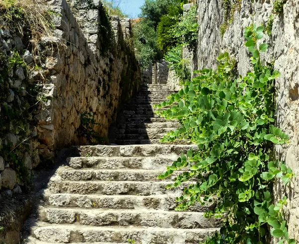 Issız bir taş, taş bina ve duvarın yanından yükselen bir patika. Yaban çiçekleri, doğal gölgelerle tepede gün ışığına çıkarak büyüyor. Lopud, Hırvatistan