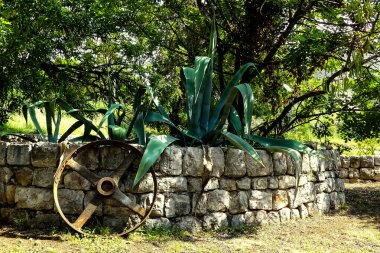 Kuru taştan bir duvara yaslanmış eski metal tarımsal tekerleğin bulunduğu taşralı bahçe sahnesi ve ağaçların altında gölgeler ve sulu aloe bitkiler, Lopud, Hırvatistan