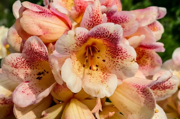 Rhododendron Ateş Işığı... güzel ve ayırt edici krem rengi çiçekler kırmızı ile yoğun benekli, belirgin bir calyx neredeyse iki kat çiçek etkisi yaratıyor.