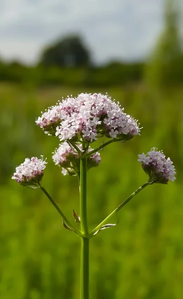  Doğal olarak büyüyen bir bitki olan Valerian (Valeriana officinalis) çiçeğinin çiçek kümelerini kapatın. Bokeh arkaplanlı bir portre resmi. İngiltere.