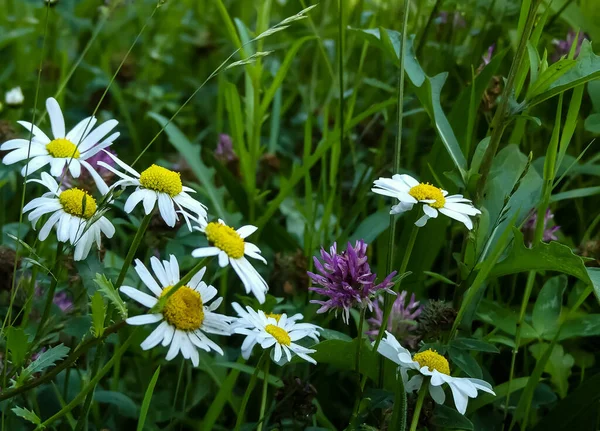 Bir Kızıl Yonca çiçeğinin (Trifolium pratense) Oxeye papatyaları (Leucanthemum vulgare) ve kontrolsüz otlarla dolu doğal olarak büyüyen bir kır çiçeği bahçesinde yakın plan. Kopyalamak için alanı olan manzara resmi. 