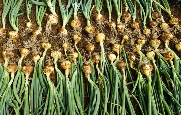 Taze hasat edilmiş organik soğanlar (Allium) sebze bahçesindeki yükseltilmiş bir yatağın toprağında doğal olarak kurutulmak üzere serilmiştir. Kökleri, ampulleri ve hala yeşil yaprakları var. Manzara görüntüsü. İngiltere.