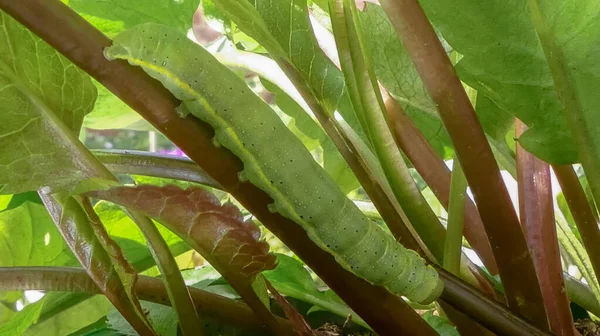 Bir Aster 'ın gövdesinde yürüyen parlak çizgili kahverengi göz güvesinin (Lacanobia oleracea) hareket eden tırtılına yaklaş. Larva başına odaklan. Bitkinin doğal yeşilliğiyle açık hava manzarası.