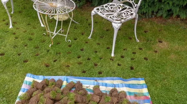 Landscape image of a garden lawn prepared for Autumn flower bulb planting with random holes dotted around a furniture set. Colourful striped sheet with earth and grass plugs awaiting replacement.