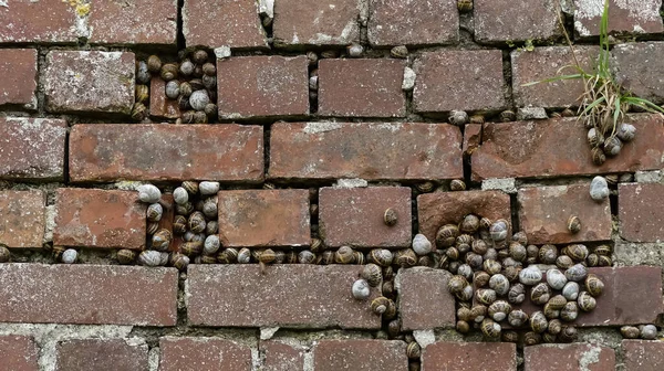 Büyük Bahçe Salyangozu (Cornu aspersum) kolonileri doğal olarak eski tuğla bir duvarın içindeki boşluklarda toplandı. Kurak bir dönemden sonra kış uykusunda ya da tahmini olarak. Dokulu manzara resmi. İngiltere. 