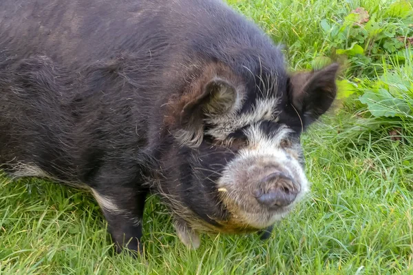 Kameraya bakan üç renkli tüylü Kunekune evcil domuzu (Sus scrofa domesticus). Aslen Yeni Zelandalı, nadir bir cins. Uzun otların üzerinde duruyor. Sığırcıklar alt çeneden sarkıyor. Açık hava, İngiltere.