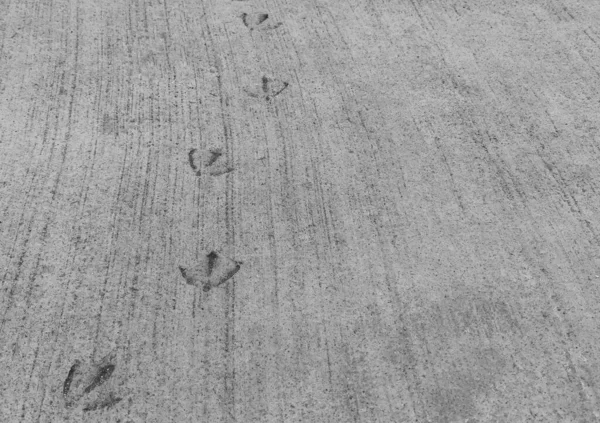Katmanlı beton patikanın katmanlı tek renkli görüntüsü. Karışımdan önce bir martının üzerinde yürüdüğü izlenimleri var. Metin için dokusu ve alanı olan manzara resmi. İngiltere.