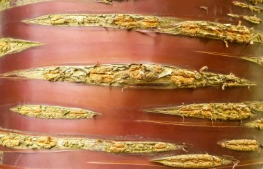 Bir Tibet Kiraz Ağacı (prunus serrula) gövdesinin seçici odak noktasıyla yanardöner kırmızı-kahverengi kabuk ve yatay lensler ile resmi kapat. Doğal soyut manzara resmi. İngiltere.