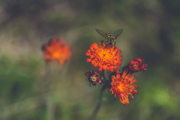 Красивая Пчела Вершине Красно Оранжевого Горного Цветка Размытом Фоне — стоковое фото