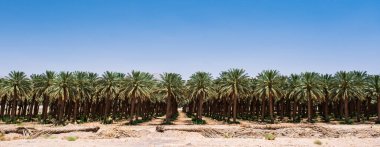 Çölde hurma ağaçları,