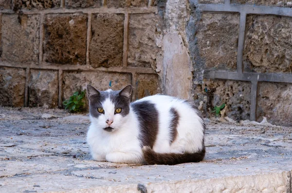 Кішка Задньому Плані Стін Старого Міста Яффи — стокове фото