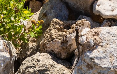 Güneşli bir günde bir kertenkele taşlara tırmanır.