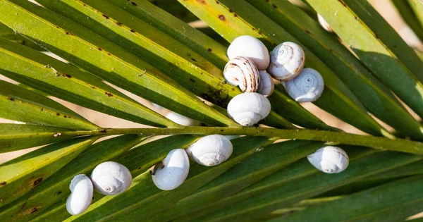 Une Colonie Escargots Sur Les Branches Des Buissons — Photo