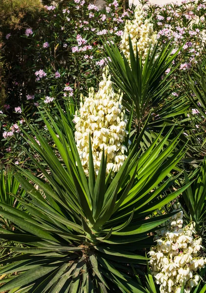 Yucca palm with white exotic flowers and long green leaves — Stock Photo, Image