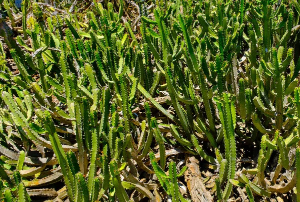 Taillis verts de cactus dans le désert — Photo