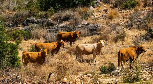 Bir inek sürüsü taşlı tepelerde otluyor.