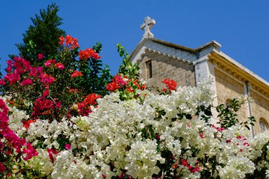 Bougainvillea bushes in monastery of the Silent Monks at Latrun . clipart