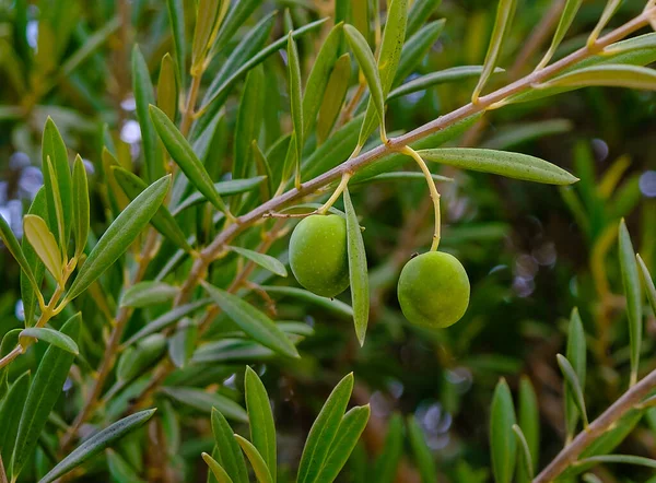 Grüne Oliven auf einem Olivenzweig — Stockfoto