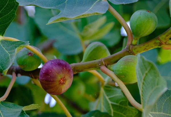 Figues sur une branche — Photo