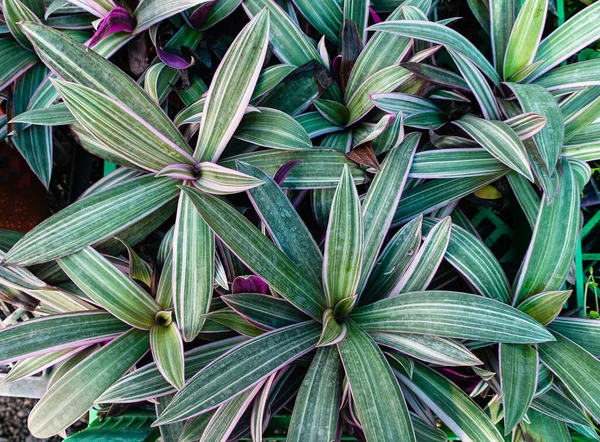 Grüne Blätter duftender Dracaena-Pflanzen Stockbild