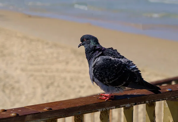 Pomba na praia junto ao mar — Fotografia de Stock