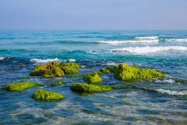 Akdeniz 'de kayalar yeşil alglerle kaplıdır.