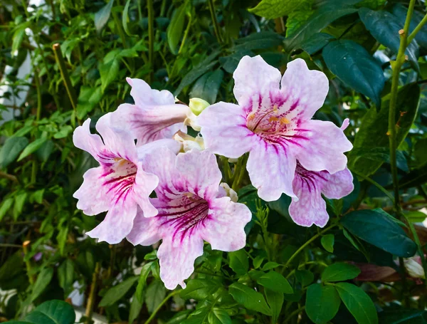 Rododendron Kwitnące Kwiaty Zielonym Tle Liści — Zdjęcie stockowe