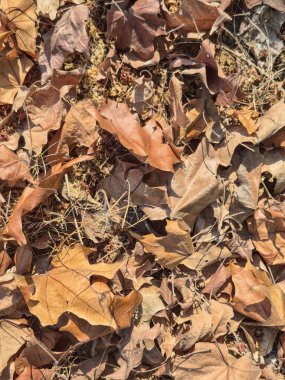 Toprağı kaplayan kuru sonbahar yaprakları yakın görüntüde.