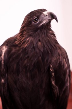 Kartal gökyüzüne bakıyor